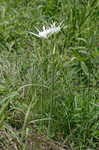 Northern spiderlily